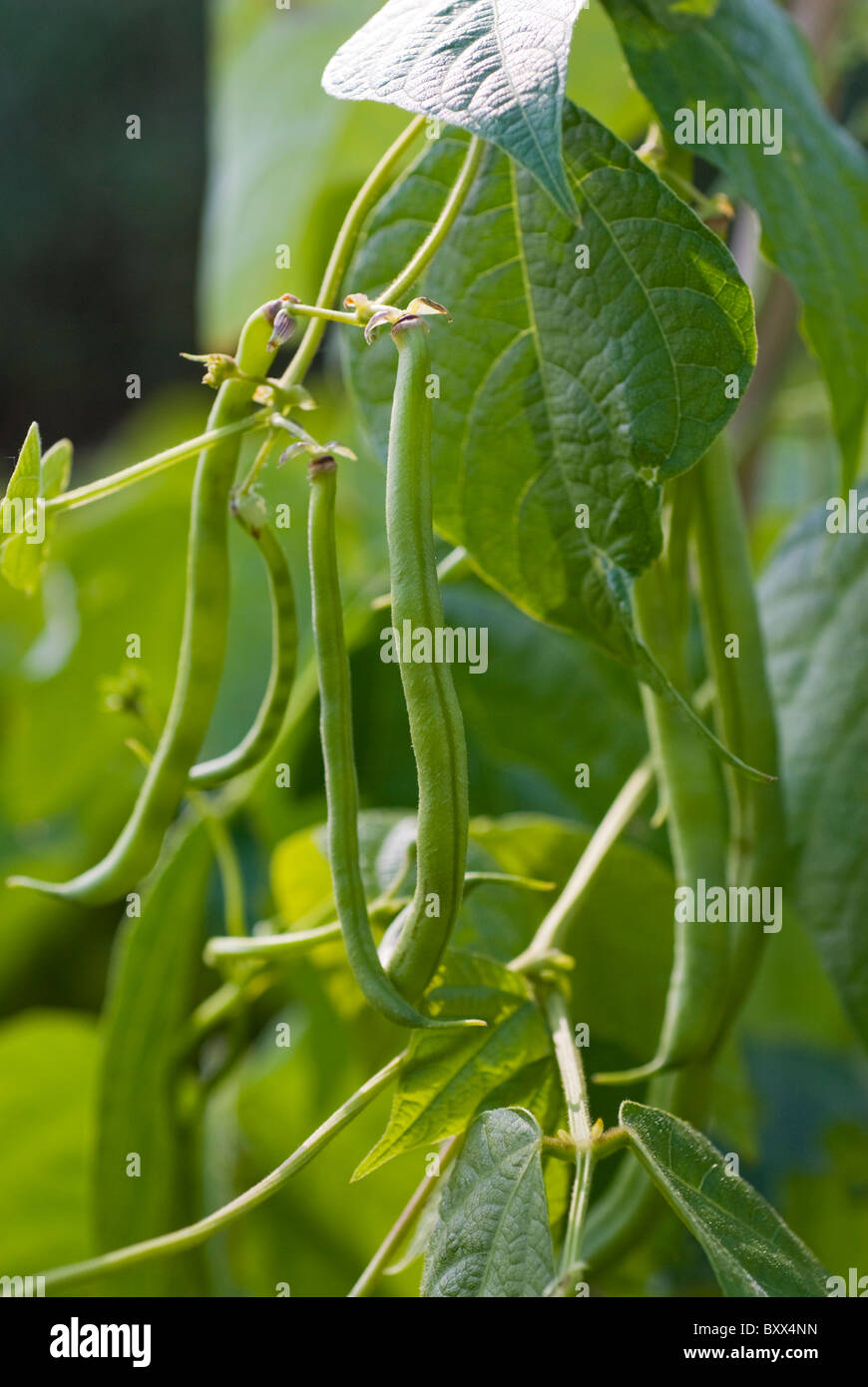 Climbing beans cobra hires stock photography and images Alamy