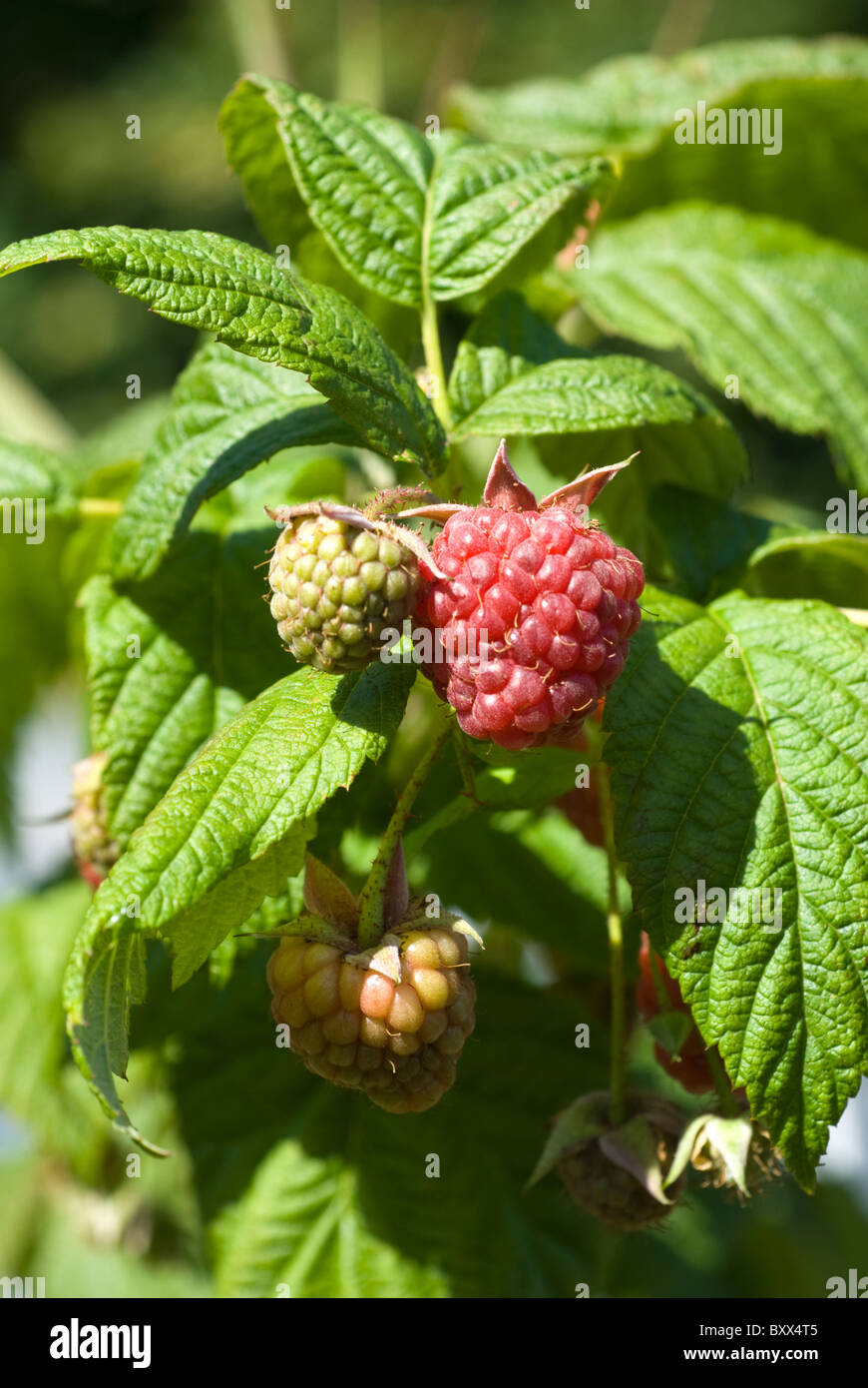 Raspberries, (Rubus fruticosus) ripening on canes on an allotment in ...