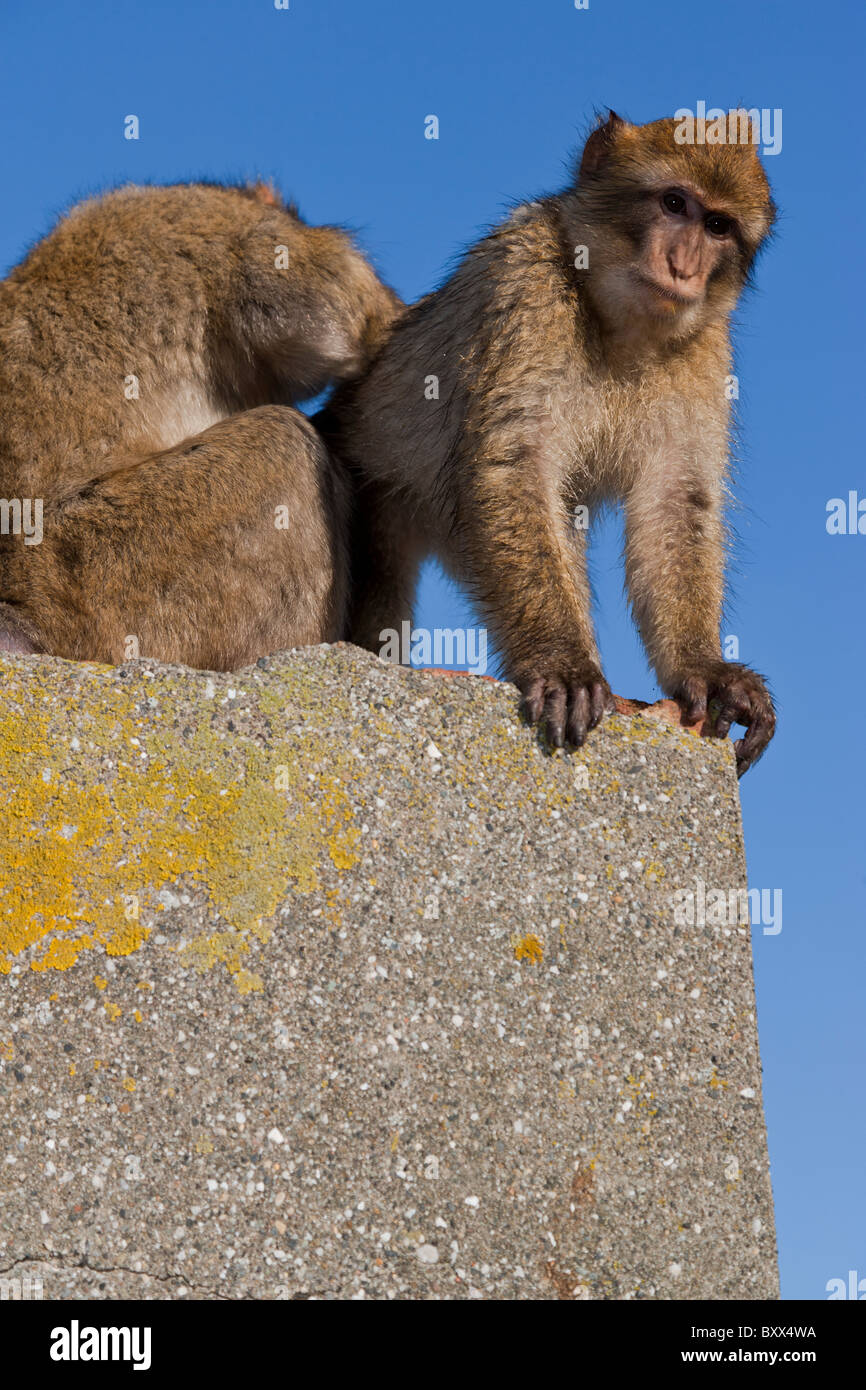 Barbary Apes Macaca sylvanus. Barbary Macaques. Gibraltar Stock Photo