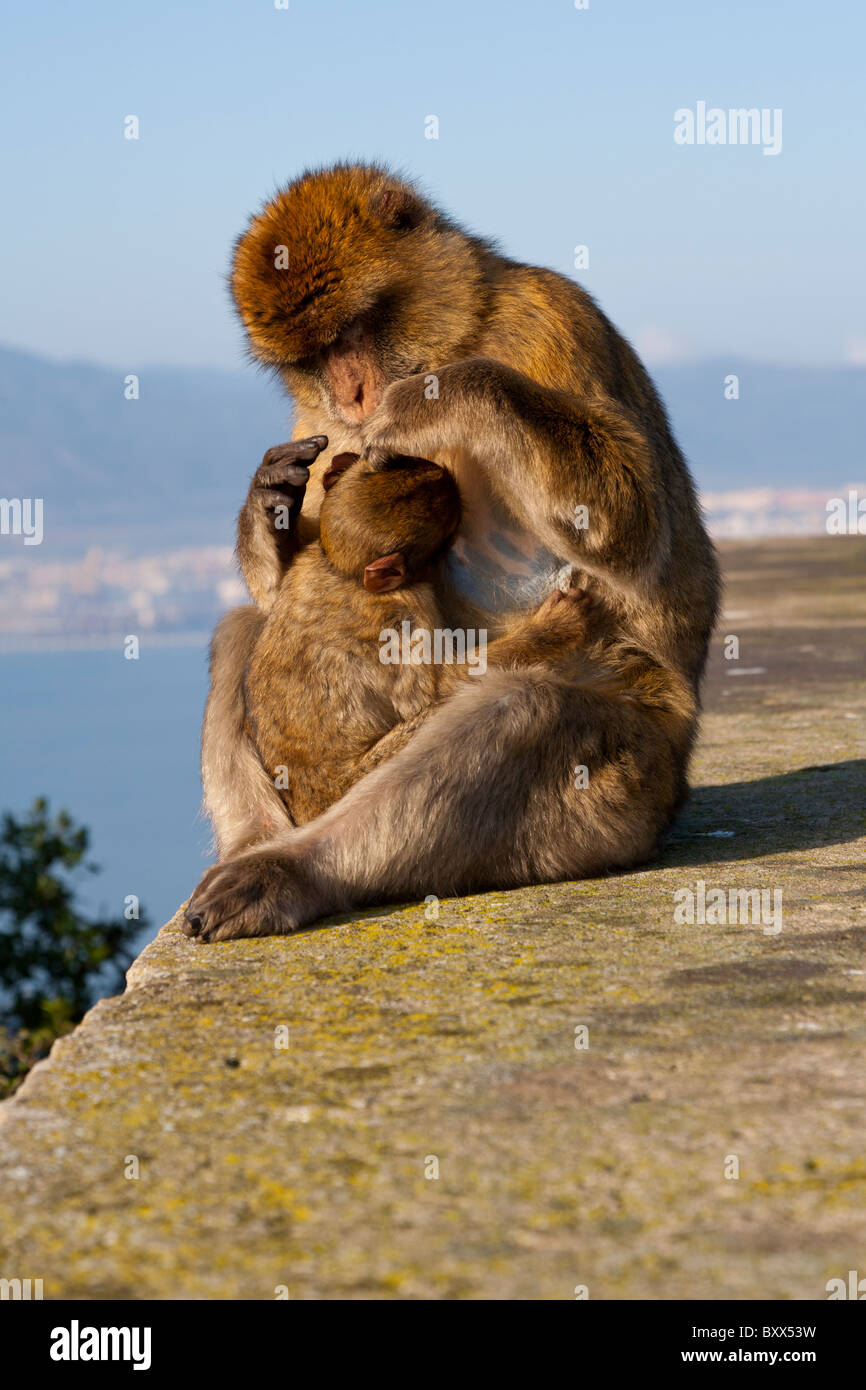 Barbary Apes Macaca sylvanus. Barbary Macaques. Gibraltar Stock Photo