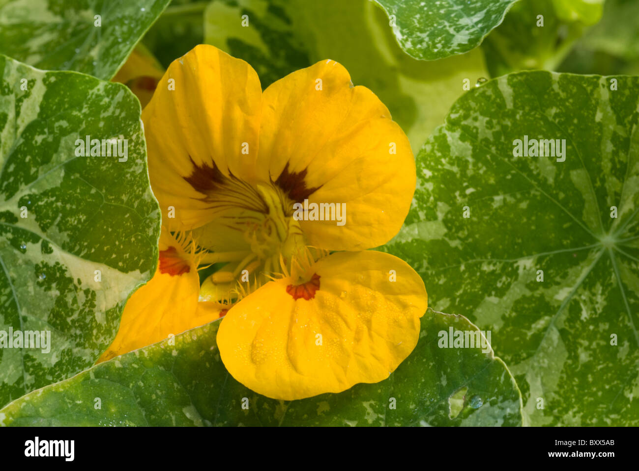 Nasturtium alaska hires stock photography and images Alamy