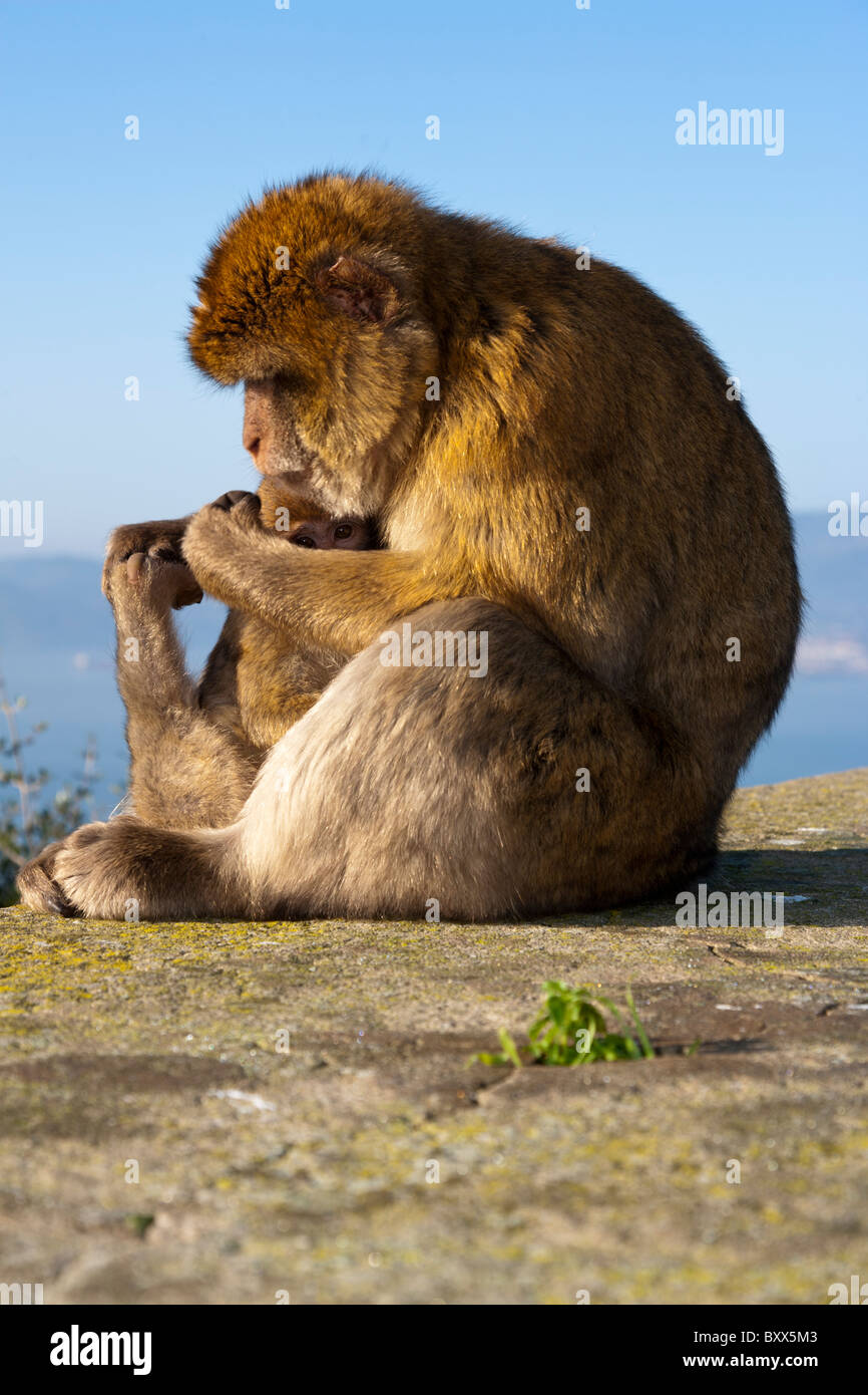 Barbary Apes Macaca sylvanus. Barbary Macaques. Gibraltar Stock Photo