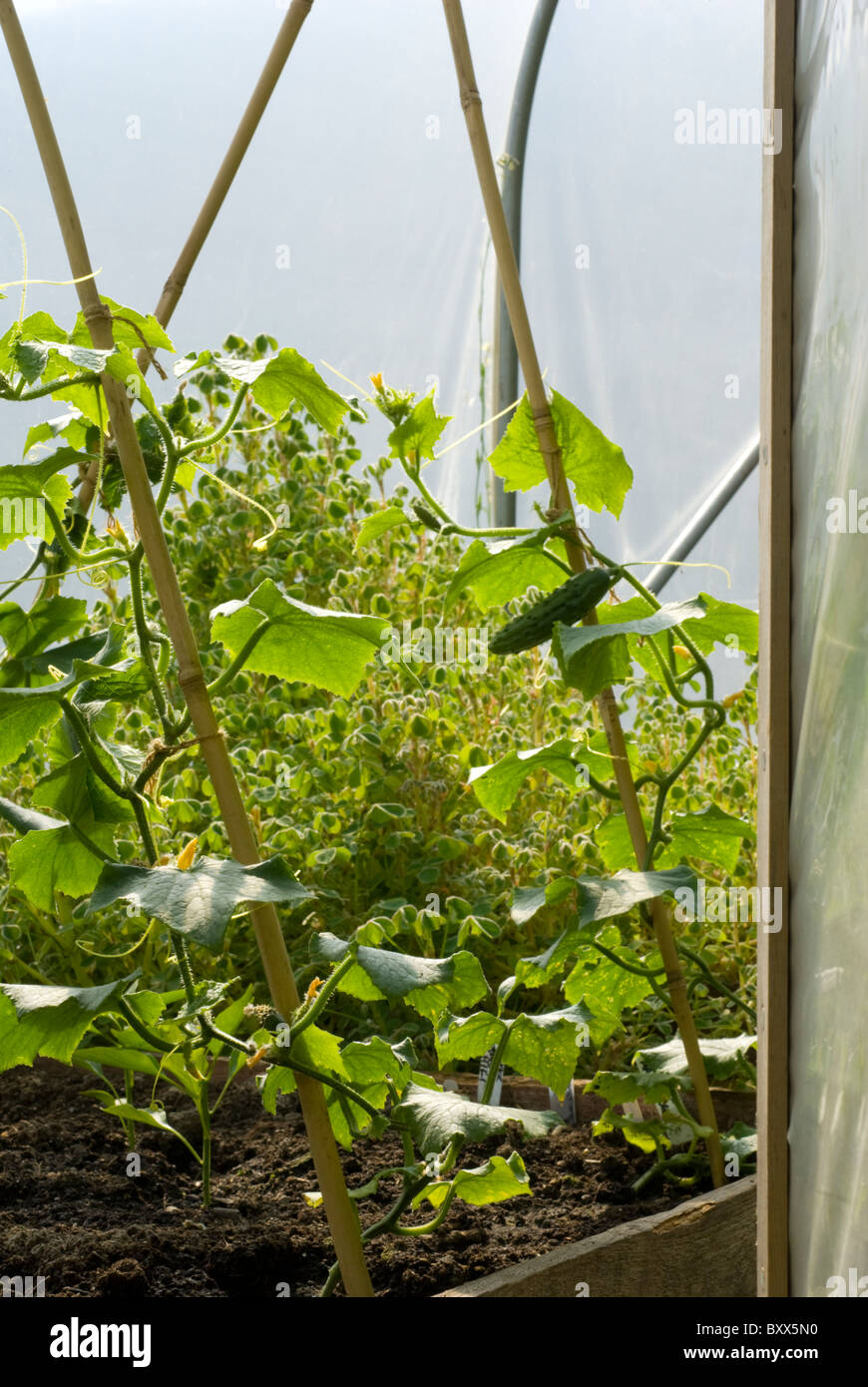 Plants growing in a raised bed in a polytunnel, Sheffield, South