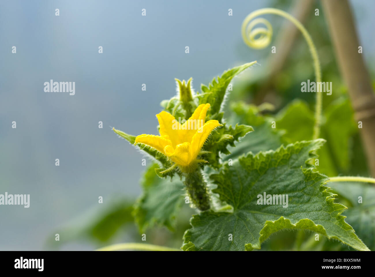Ridge Cucumber High Resolution Stock Photography and Images - Alamy