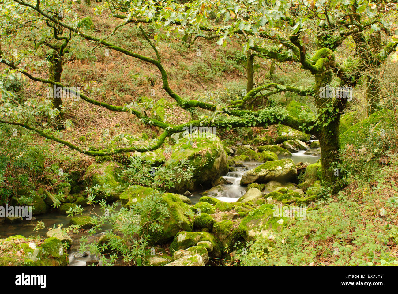 Un arroyo transcurre plácidamente entre el bosque de laurisilva Stock Photo