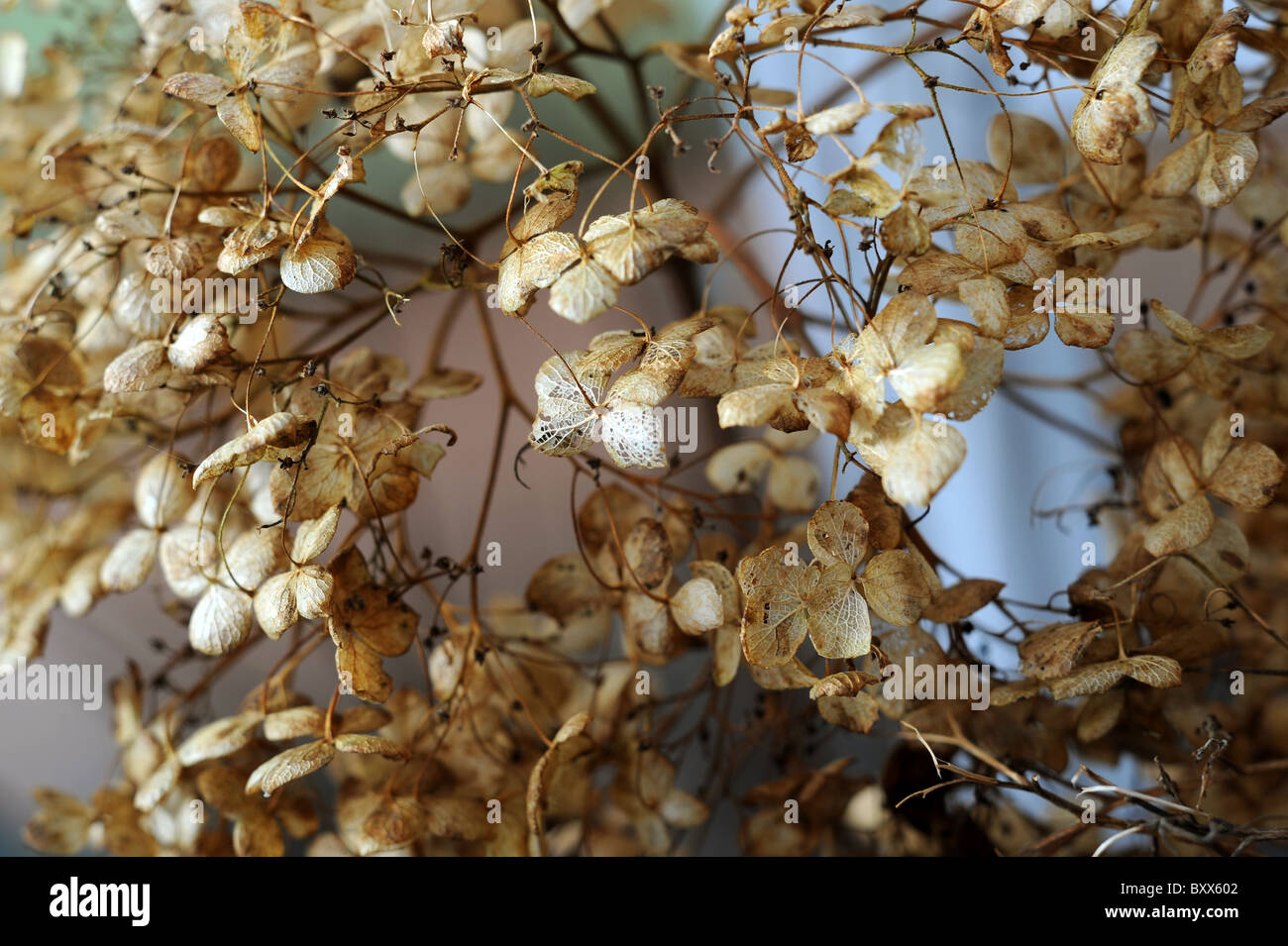 Dried Hydrangea flowers Stock Photo Alamy