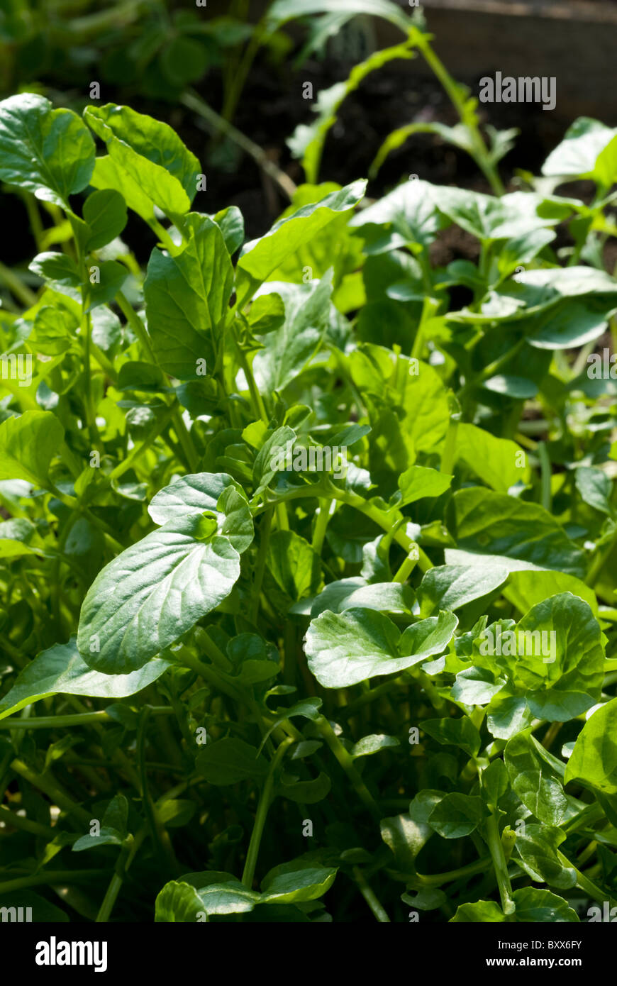 Land Cress (Barbarea verna) organic, The Delicious, Vegetables