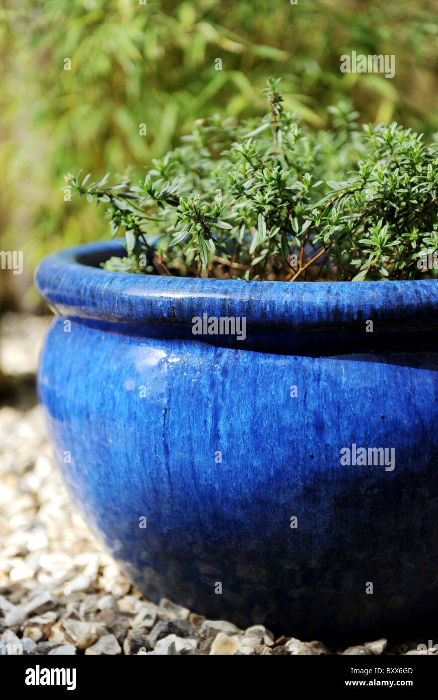 Alpine, Helianthemum 'Ben Fhada' in a blue ceramic pot Stock Photo
