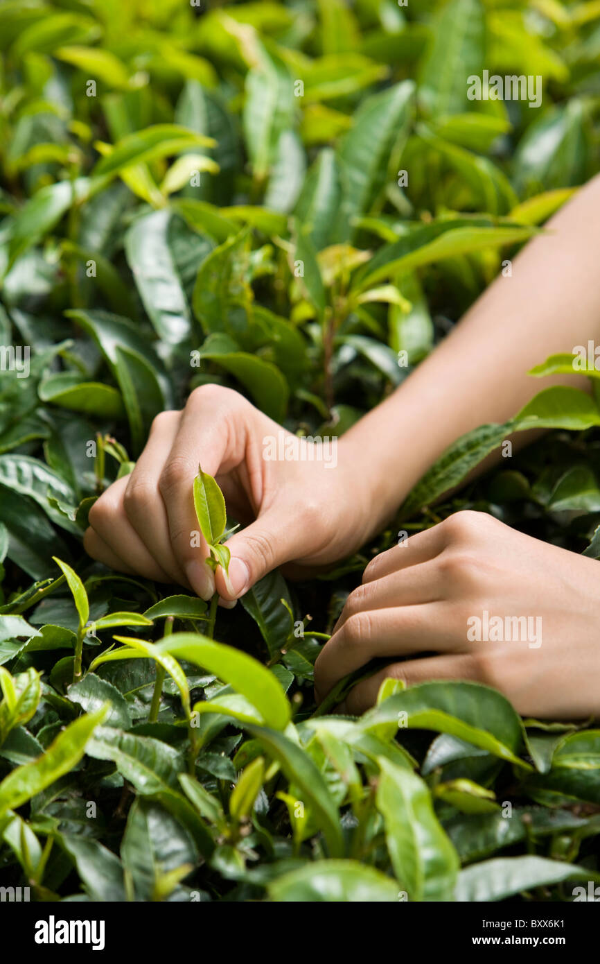 Harvesting Tea China High Resolution Stock Photography and Images Alamy