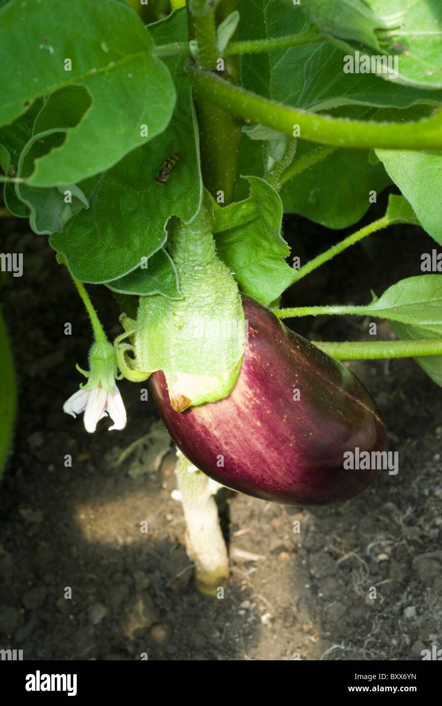 Aubergine 'Diamond' (Solanum melongena) growing in a polytunnel in