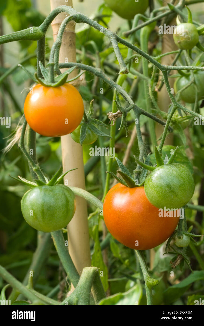Tomato (Solanum lycopersicum) plants 'Latah' growing in a polytunnel in South Yorkshire, England. Stock Photo