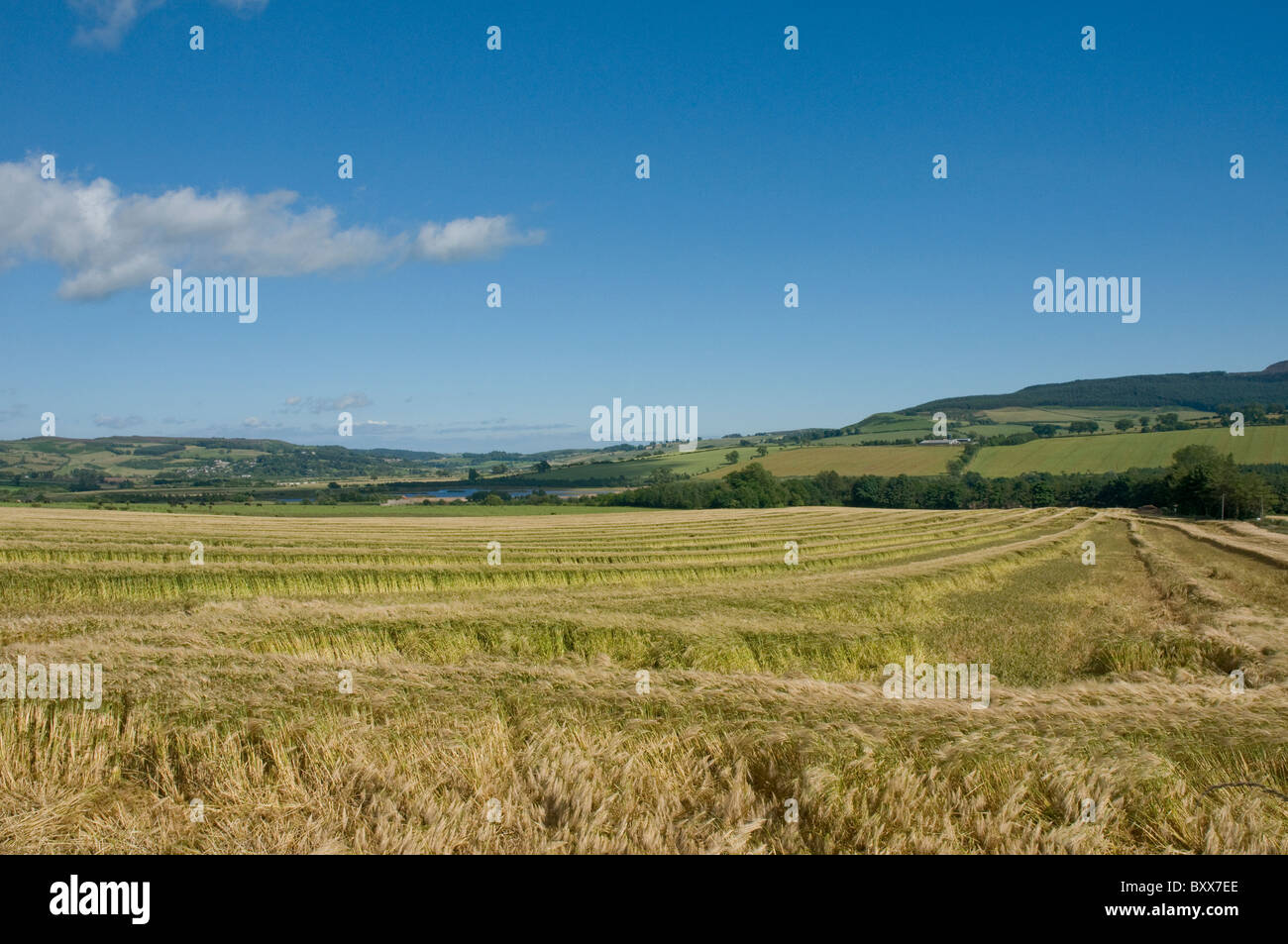 view over field Coquetdale  nr Thropton Northumberland England Stock Photo