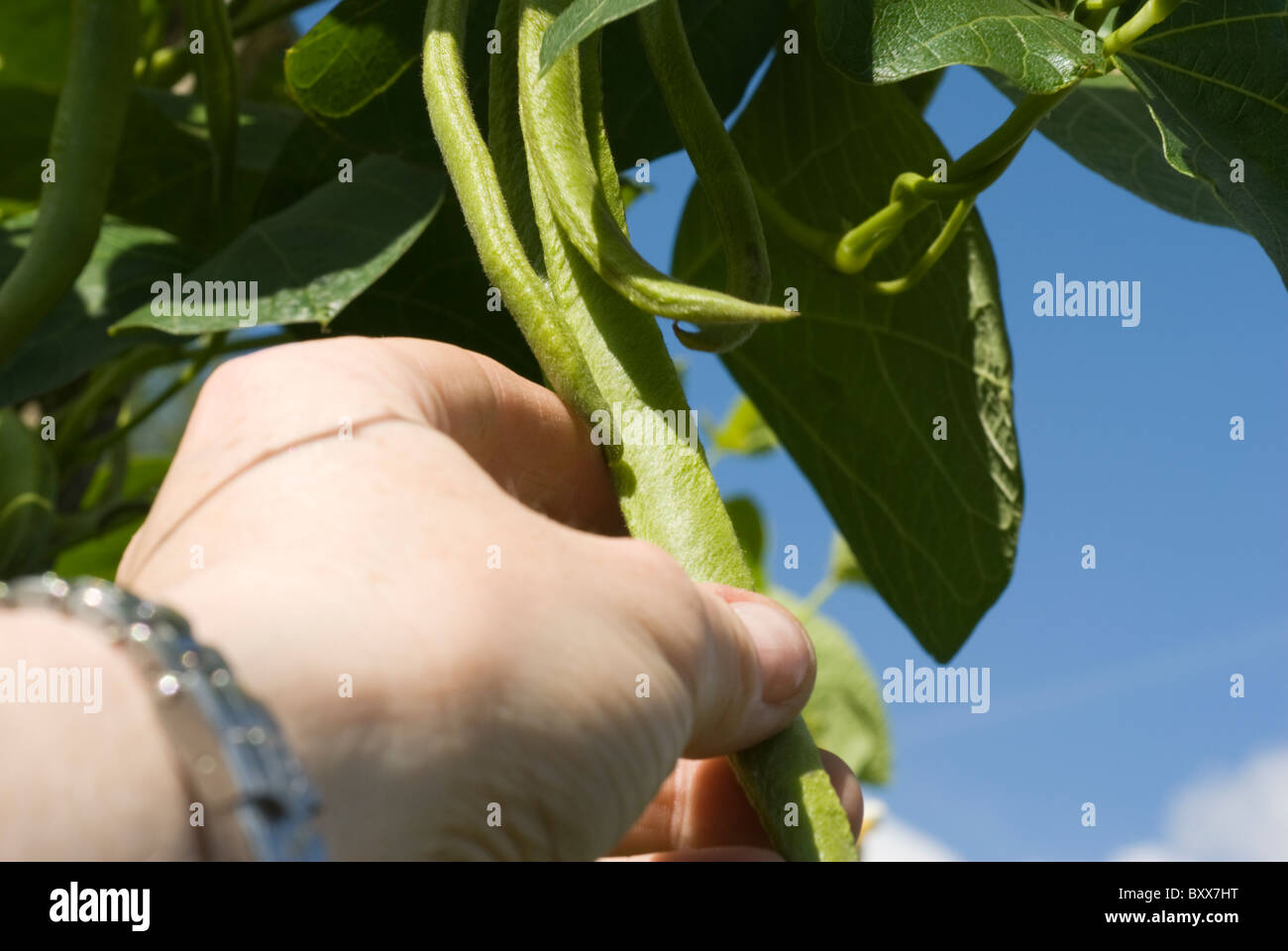 White runner beans in hand hires stock photography and images Alamy