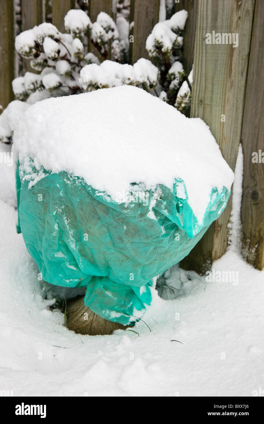 Horticultural fleece covers protecting delicate outdoor garden plants against frost and snow in winter. UK Stock Photo