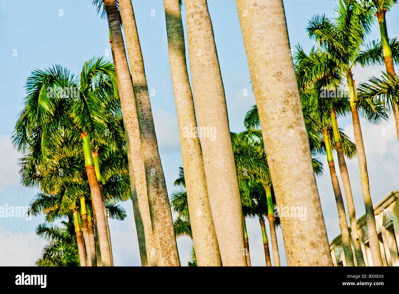 Palms - Robles Wood