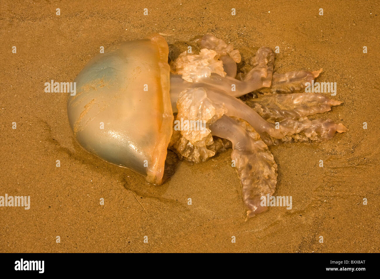 Barrel jelly fish on welsh beach Stock Photo