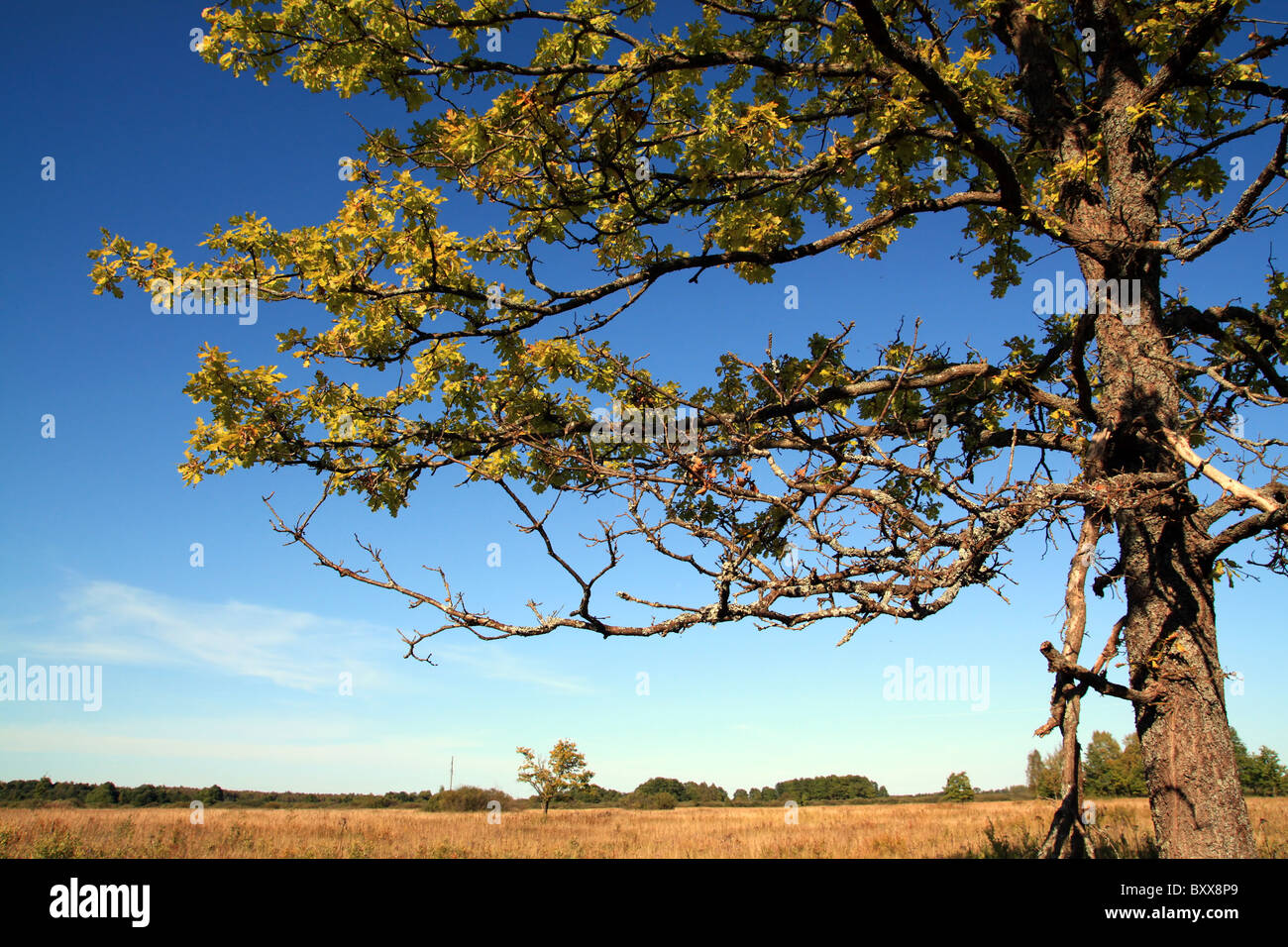 yellow branch of the oak Stock Photo - Alamy