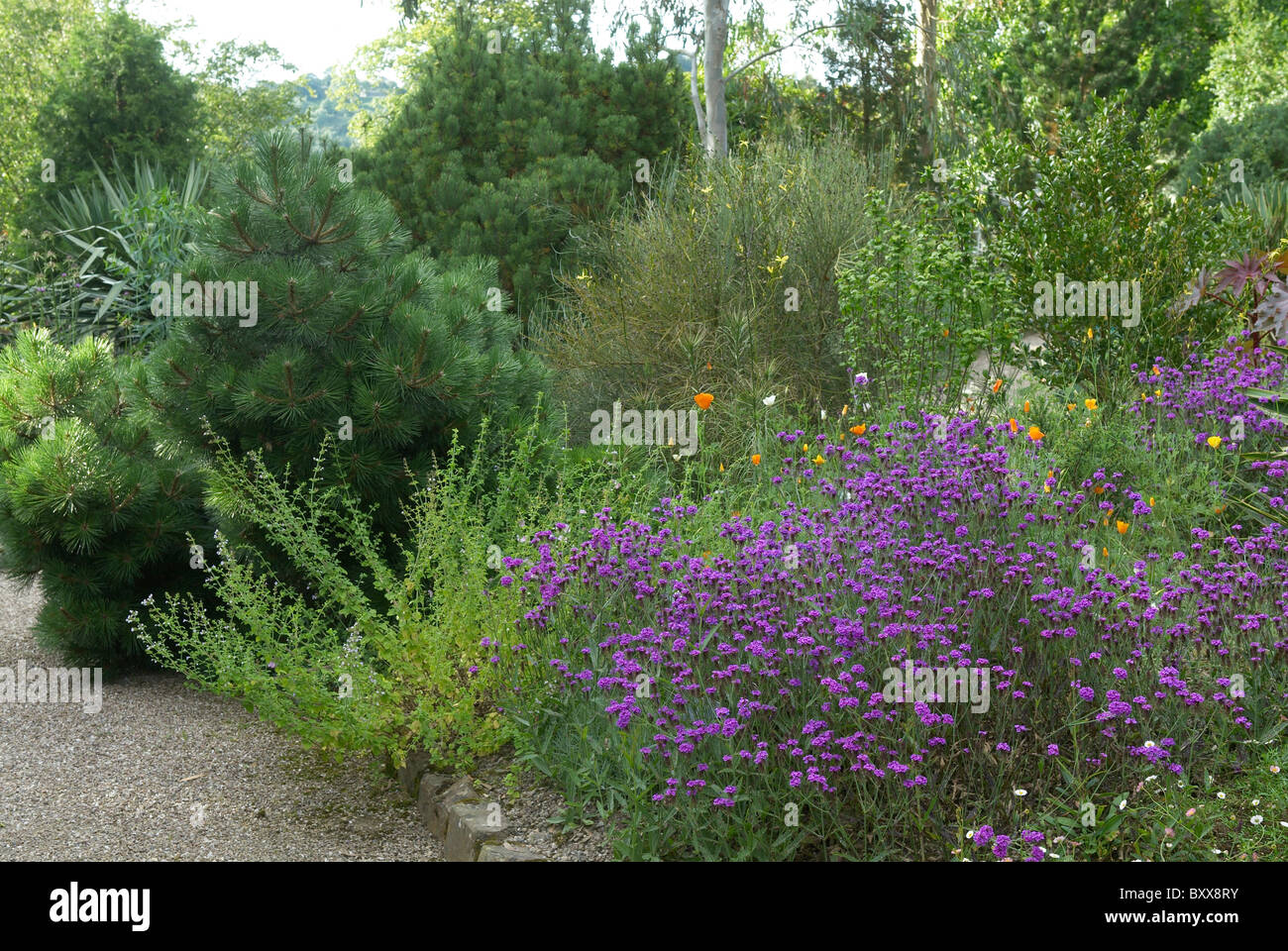Verbena Rigida in the Mediterranean garden at RHS Rosemoor Devon UK Stock Photo