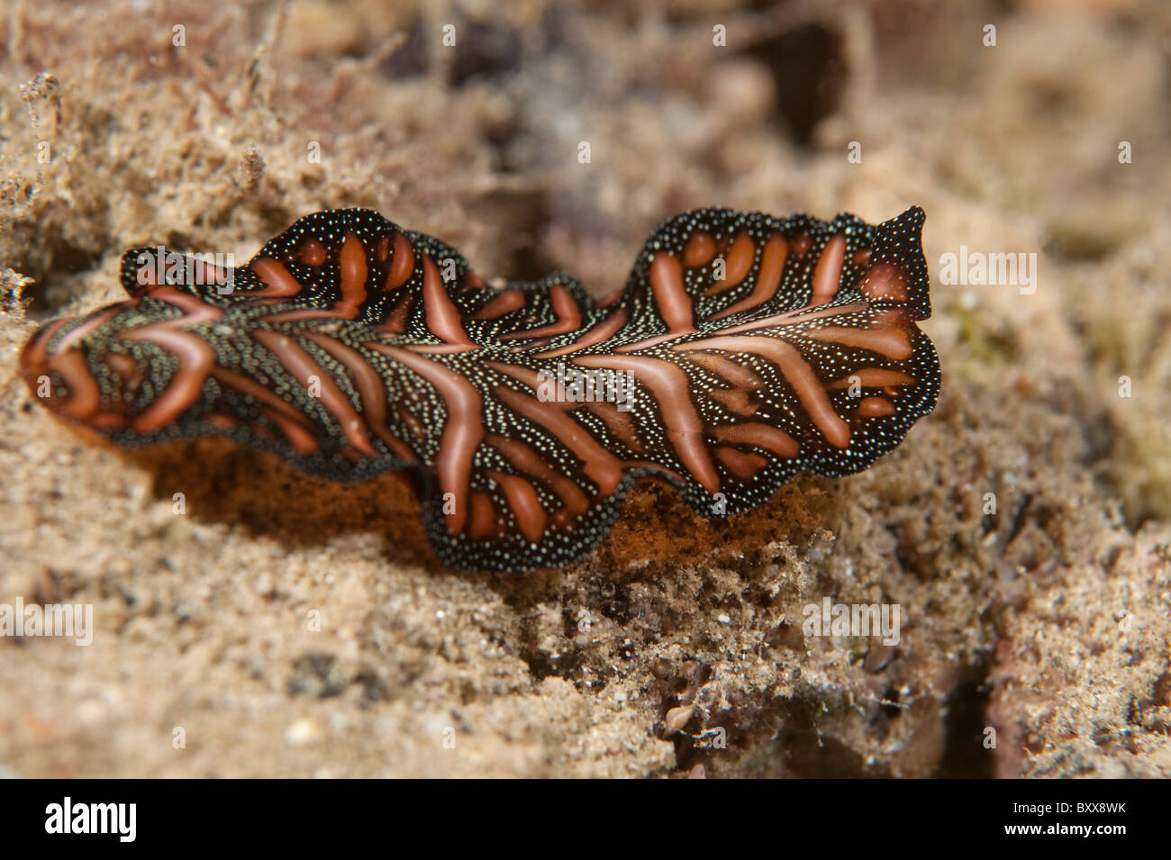 A Polyclad flatworm crawling across the reef in Indonesia. Stock Photo