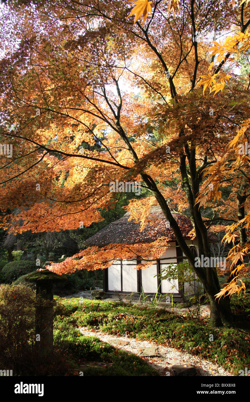Estate of Tatton Park, England. Autumnal view of the thatched tea house at Tatton Park’s Japanese Garden. Stock Photo