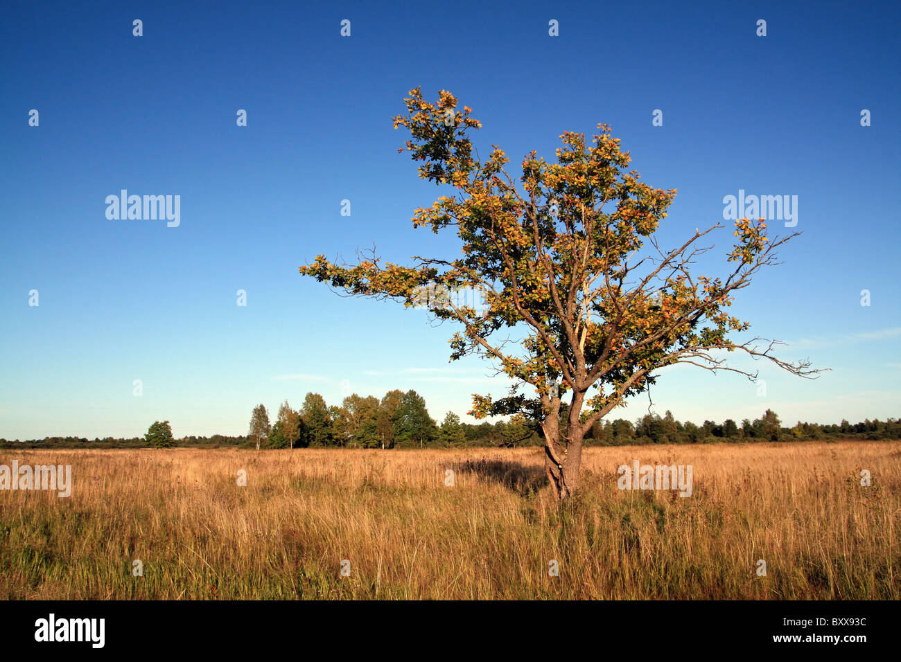 Old solitary oak tree hi-res stock photography and images - Alamy