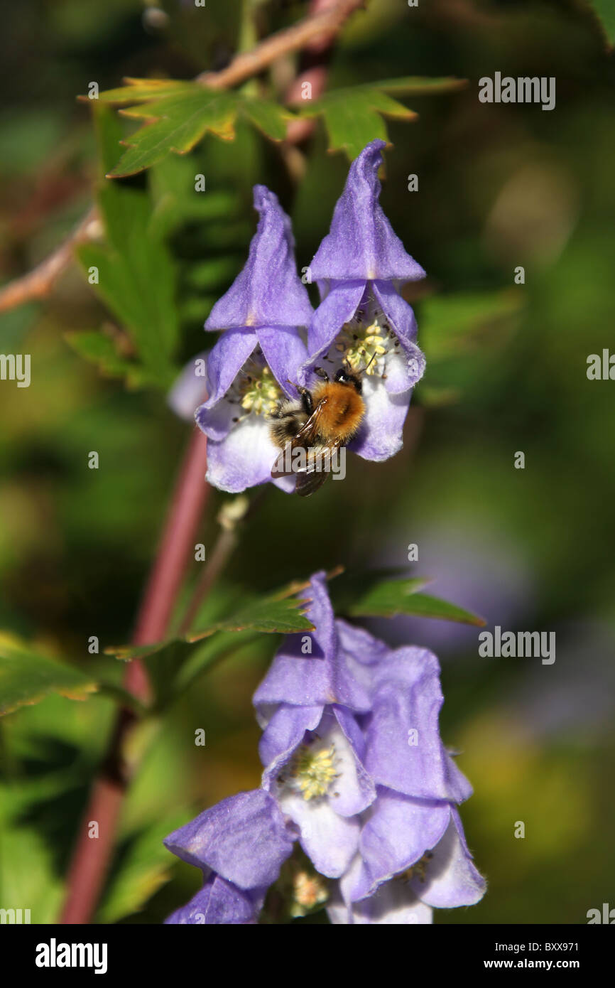 Weeping Ash Garden, England. Close up autumnal view of a bee pollinating a monkshood flower. Stock Photo