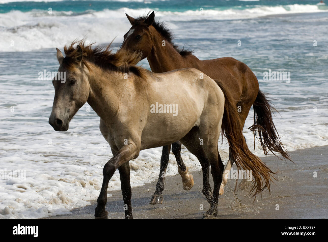 Horses, Beach near Cabarete, Dominican Republic Stock Photo