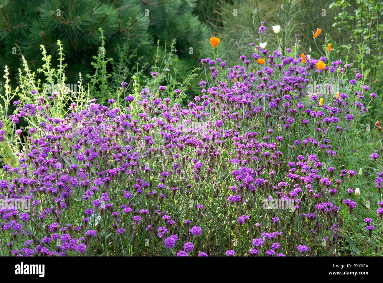 Verbena Rigida in the Mediterranean garden at RHS Rosemoor Devon UK Stock Photo