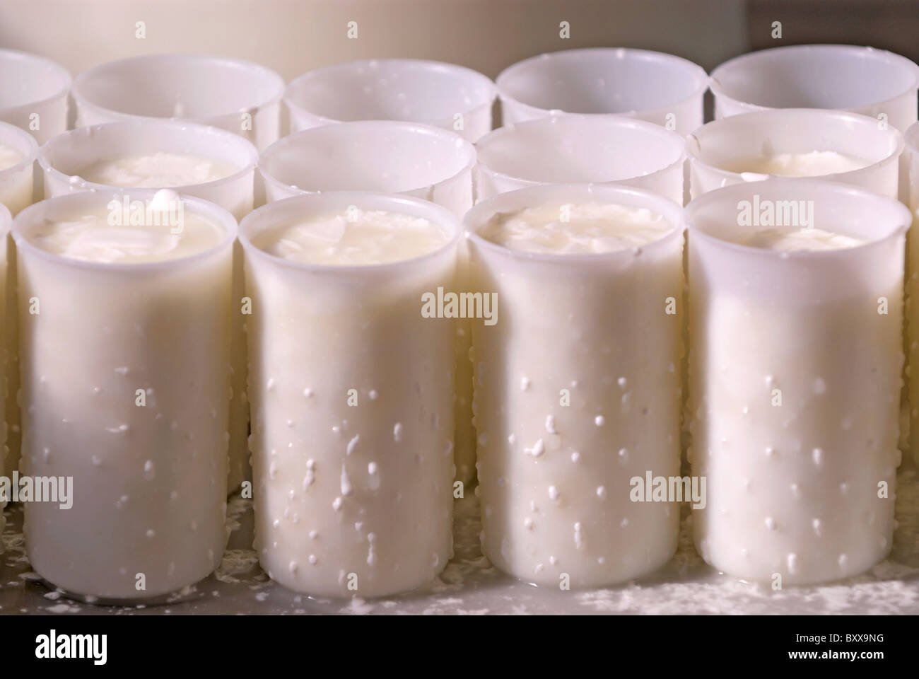 Goats cheese bacterial culture with rennet Stock Photo - Alamy