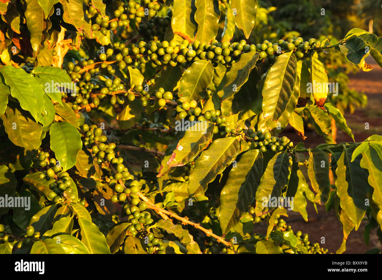 Coffee plant at sunset Stock Photo
