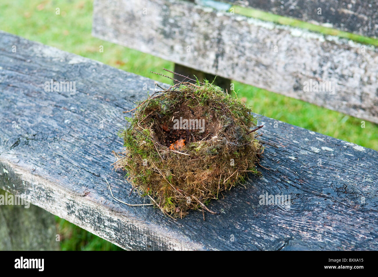 Nest an open cup hires stock photography and images Alamy