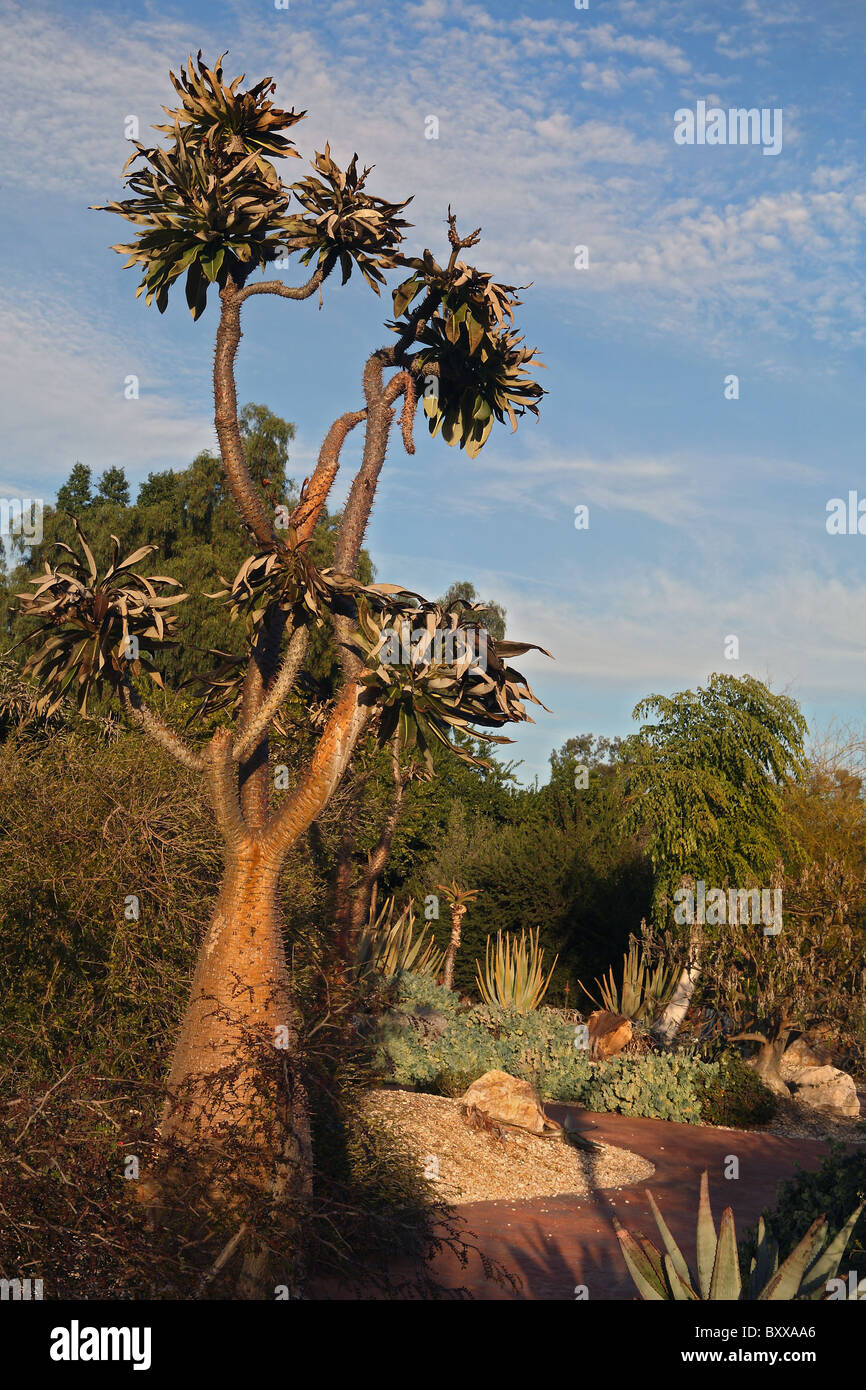 Club Foot Tree - Pachypodium Lamerei - Dogbane Family Stock Photo