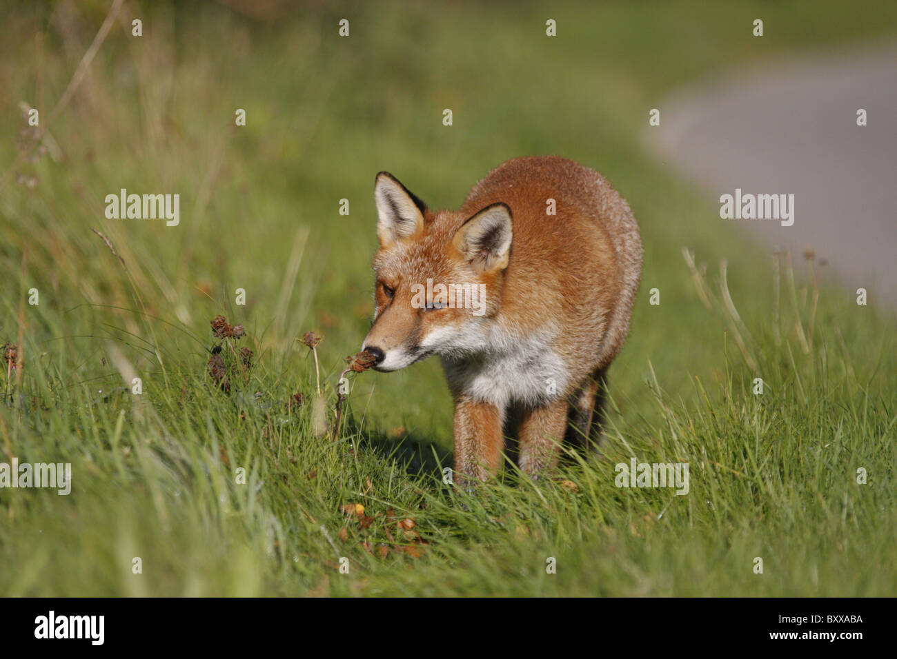 Red fox (Vulpes vulpes) sniffing a plant along a road, Highlands, Scotland, UK Stock Photo