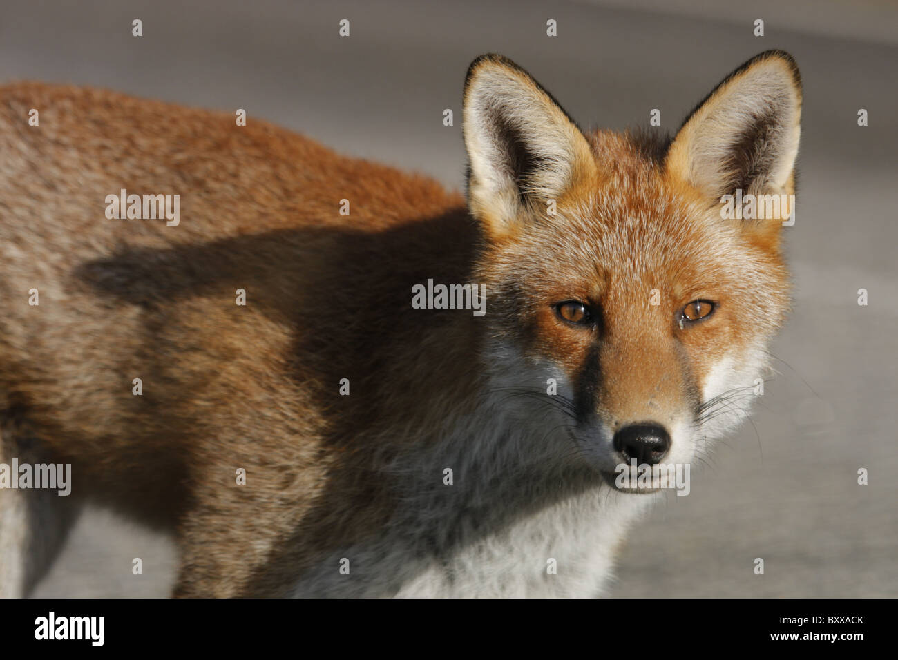 Red fox (Vulpes vulpes) close-up, Highlands, Scotland, UK Stock Photo