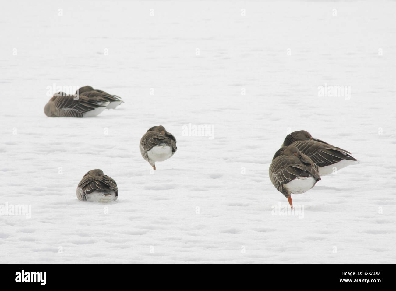 Greylag geese (Anser anser) resting in the snow, The Hague, Netherlands Stock Photo