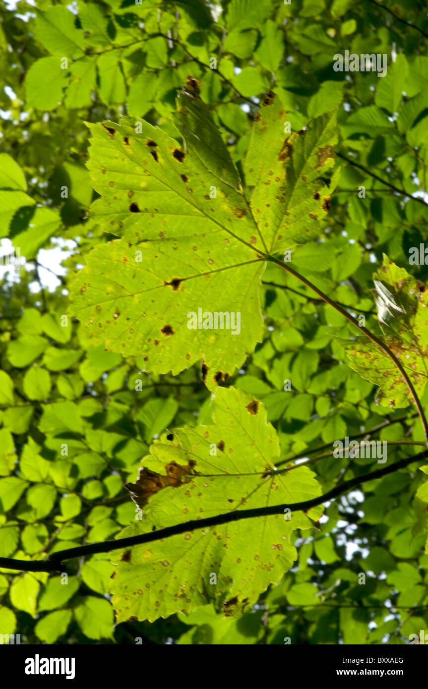 Borders trees hi-res stock photography and images - Alamy