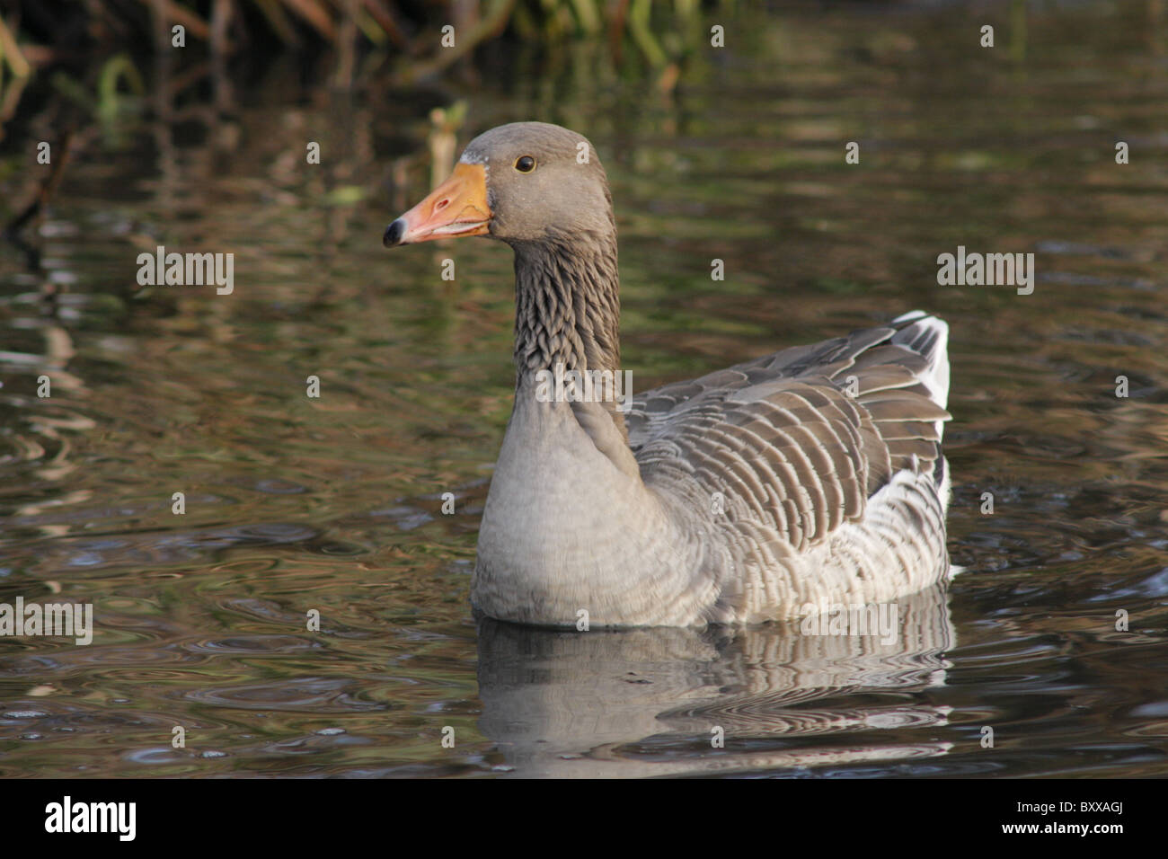 Greylag goose (Anser anser) swimming, The Hague,  Netherlands Stock Photo