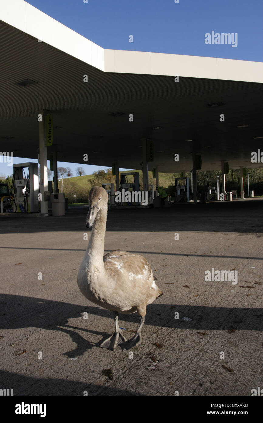 Juvenile mute swan (cygnus olor) begging for food at a petrol station, Carlisle, England, UK Stock Photo