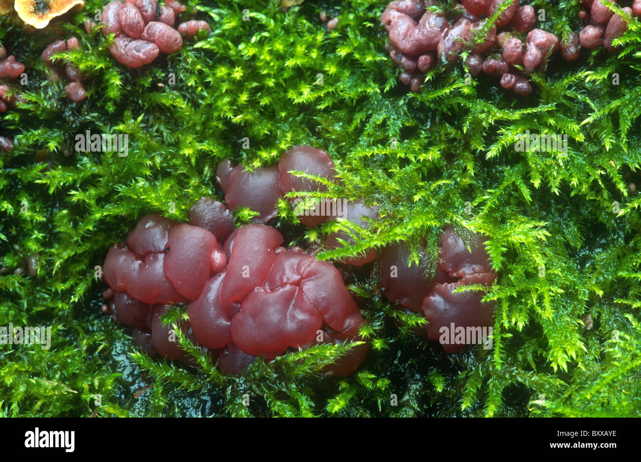 Ascocoryne sarcoides, a jelly-like fungus. Longshaw Estate, Derbyshire, England Stock Photo