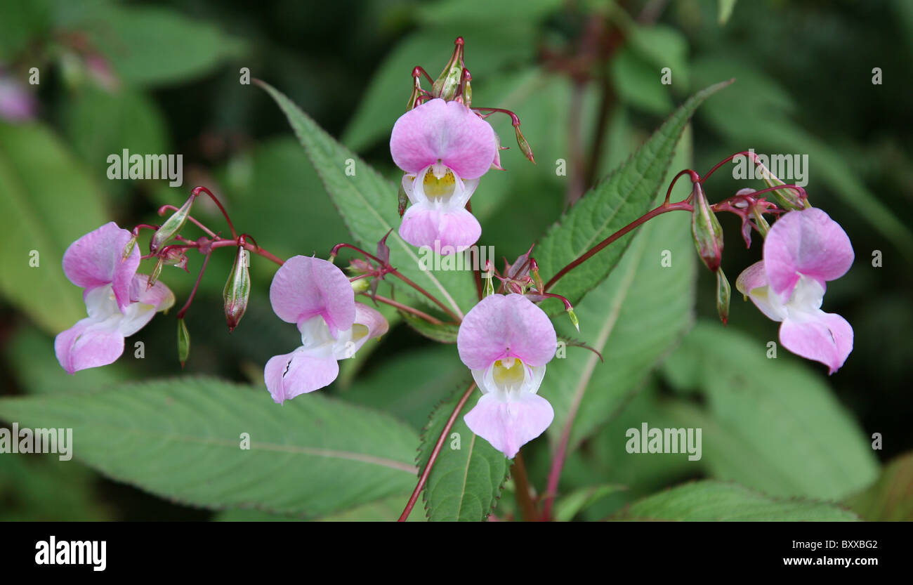 Five pink flowers of Himalayan Balsam (Impatiens glandulifera), England, UK Stock Photo