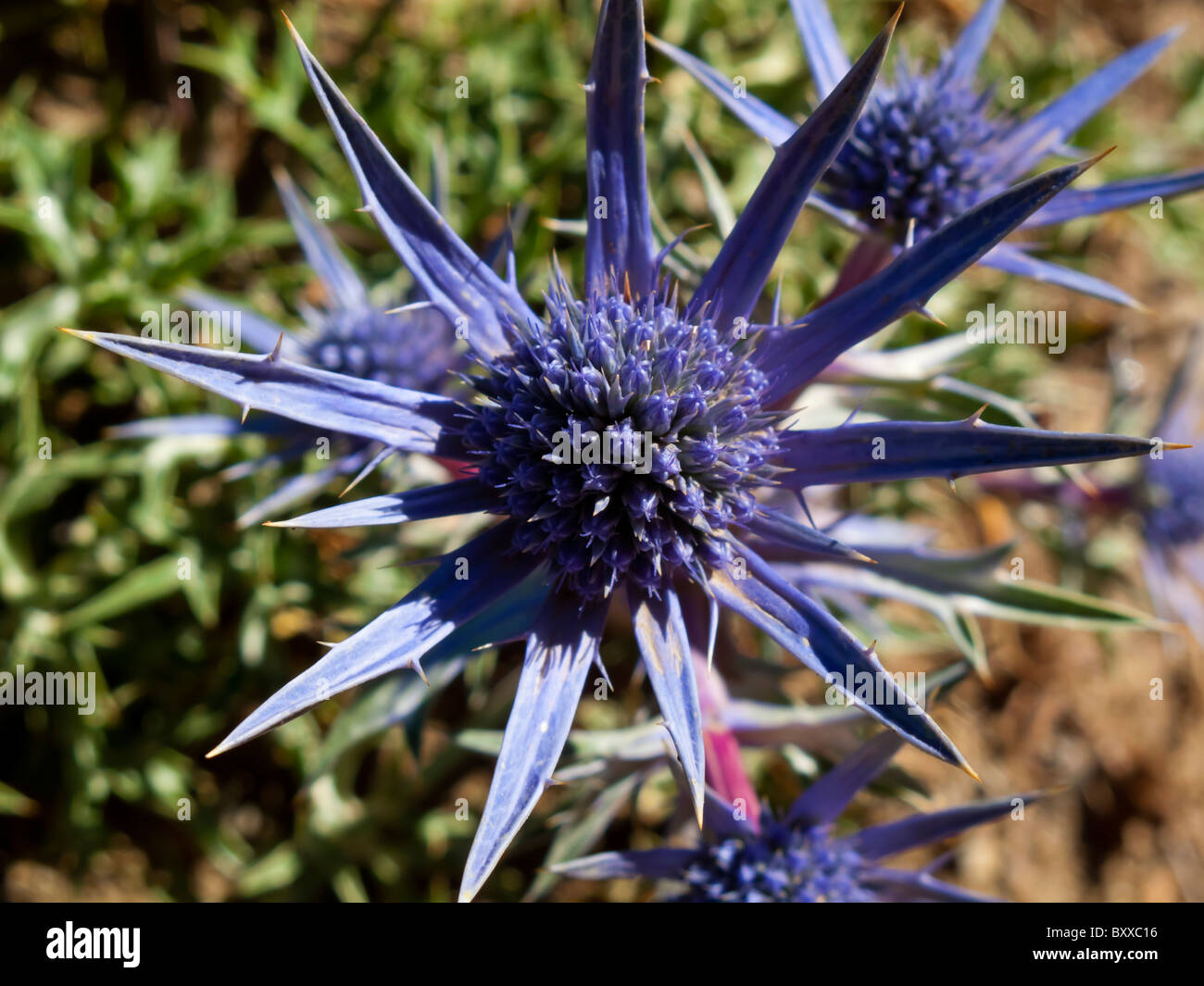 Mediterranean Sea Holly Eryngium bourgatii Apiaceae wild flowers growing in the Picos de Europa mountains in northern Spain Stock Photo