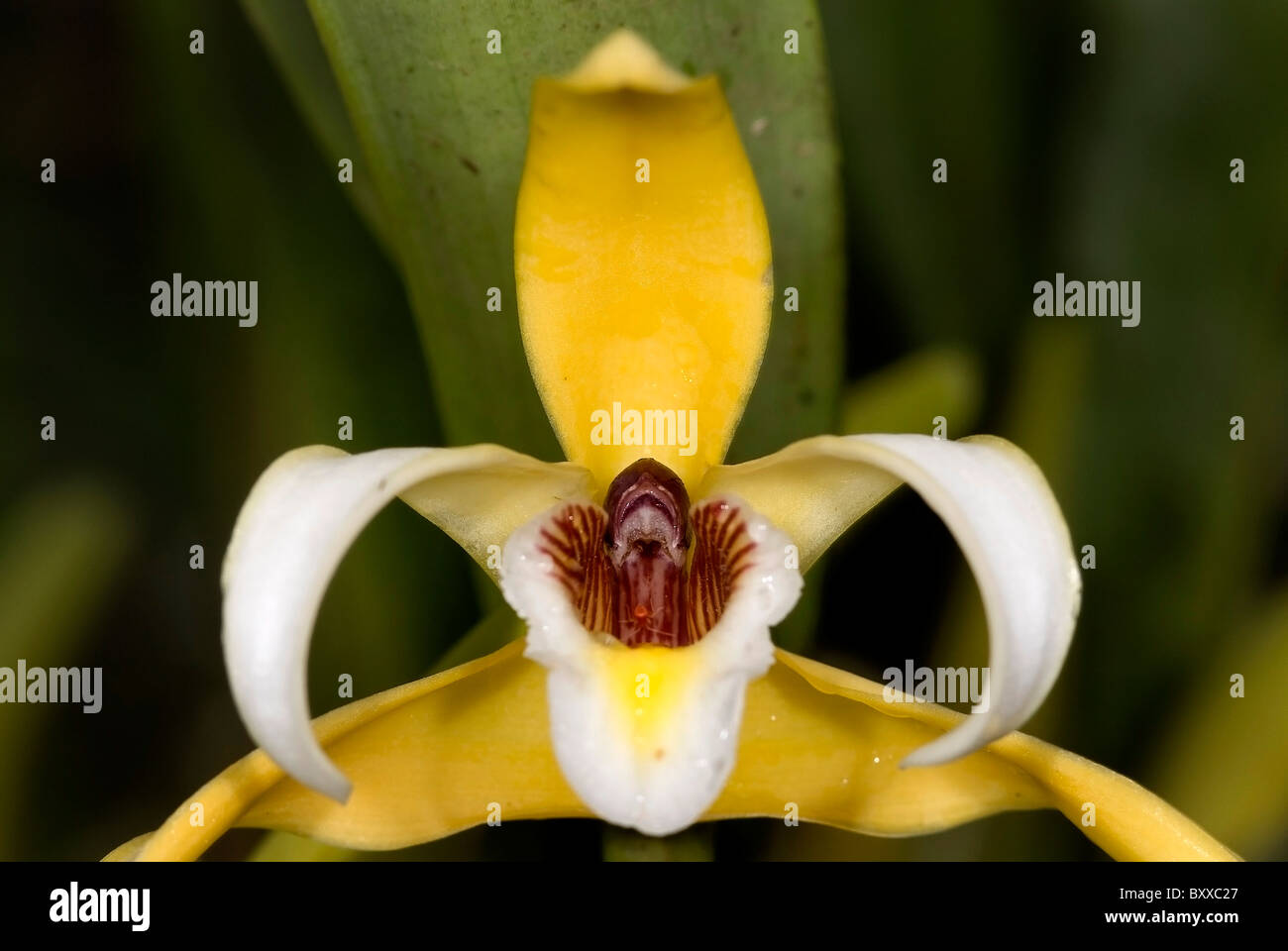 Beautiful orchid ' Maxillaria angustisegmenta' from Costa Rica Stock Photo
