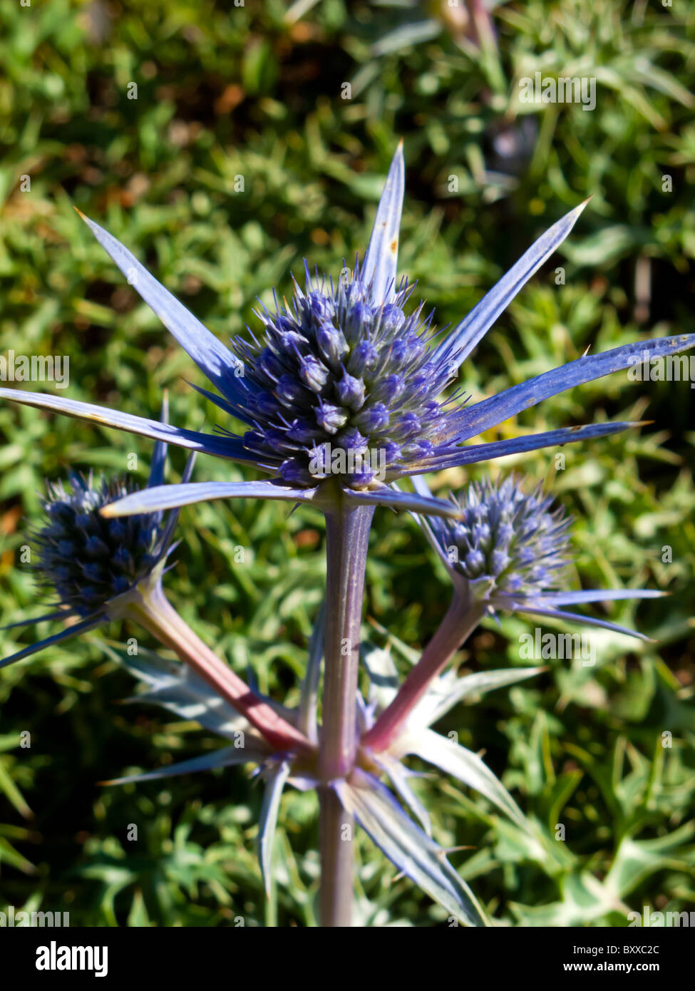 Mediterranean Sea Holly Eryngium bourgatii Apiaceae wild flowers growing in the Picos de Europa mountains in northern Spain Stock Photo