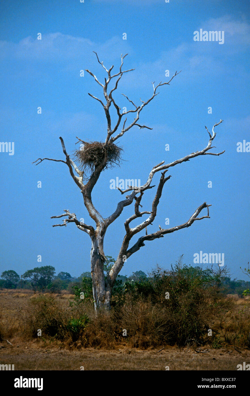 bird nest in tree, birds nest in tree, bird nest, birds nest, Caiman
