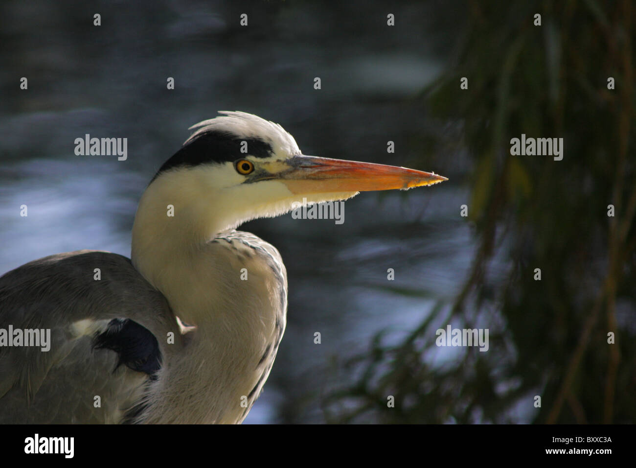 Close up of a Grey Heron (Ardea cinerea) standing beside a pond, The Hague, Netherlands Stock Photo