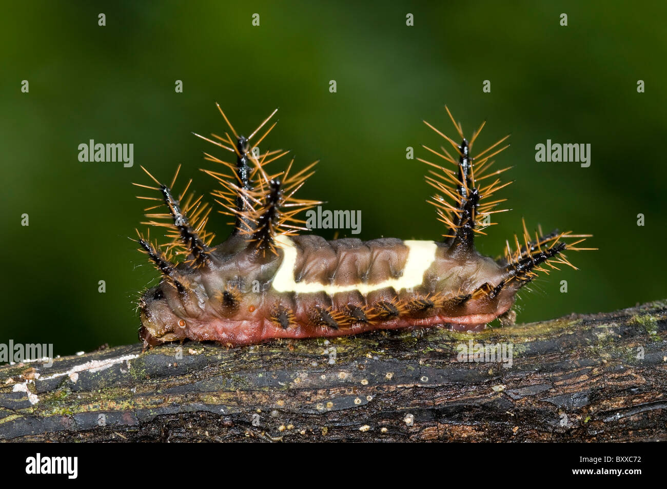 Colorful Acharia nesea caterpillar from ecuador's rainforest Stock Photo