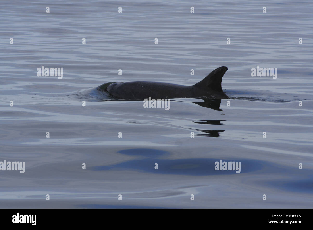 Bottlenose dolphin (Tursiops truncatus) surfacing in the Moray Firth, Scotland, UK Stock Photo