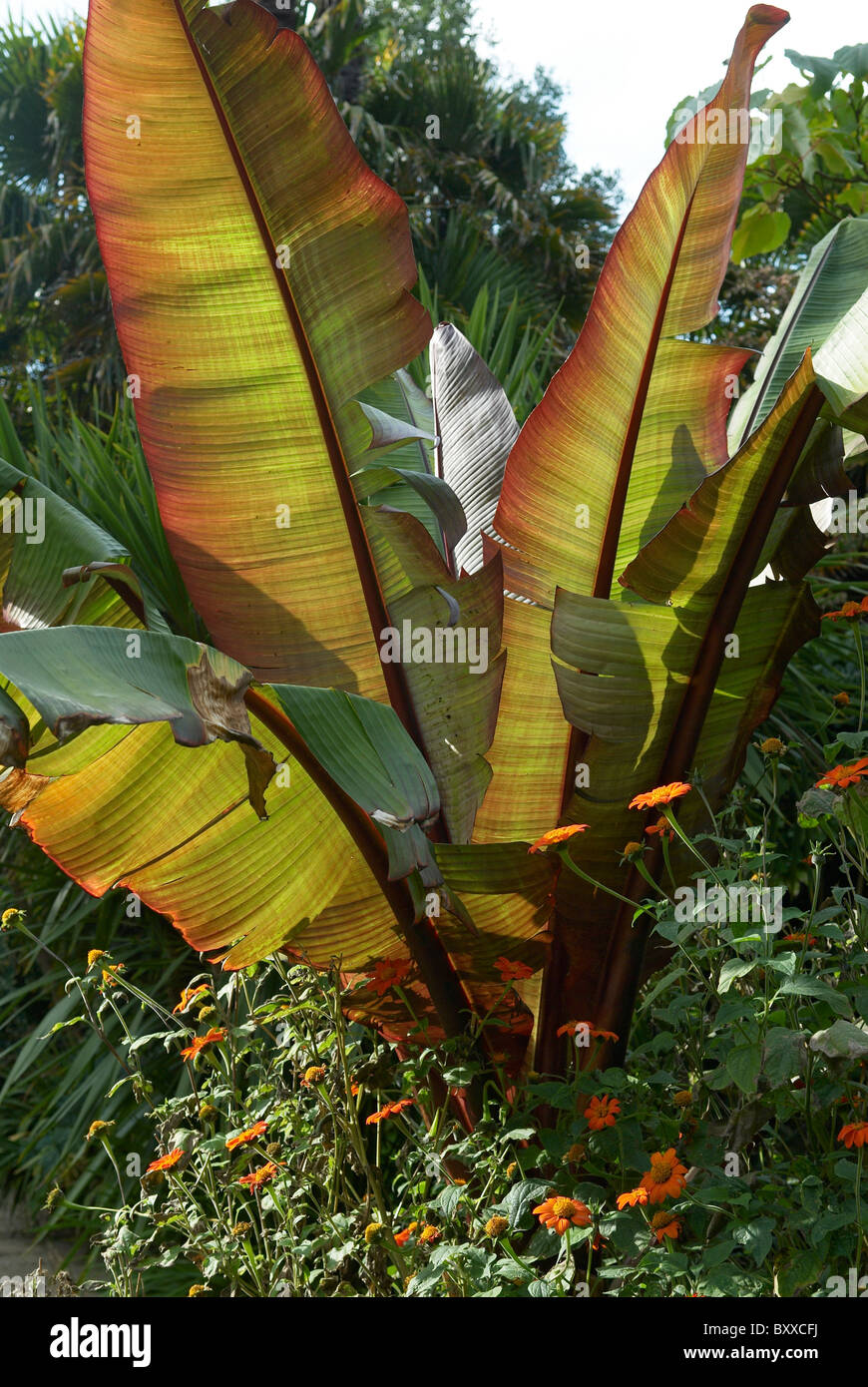 Ensete ventricosum maurelii banana plant Stock Photo