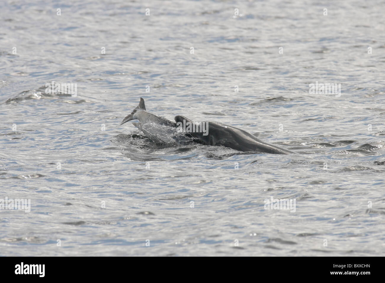 Bottlenose Dolphin (Tursiops truncatus) eating a big salmon, Moray Firth, Scotland, UK Stock Photo