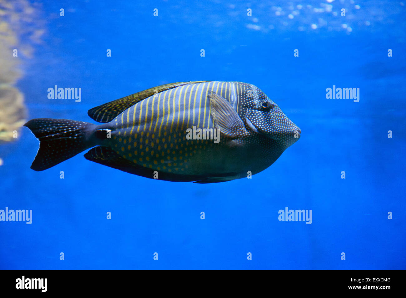 Coral and fish at the Aquarium in Eilat. Stock Photo